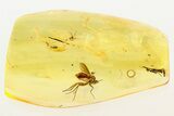 Fossil Fly, Gall Midge, and Parasitic Wasp in Baltic Amber #284576-1